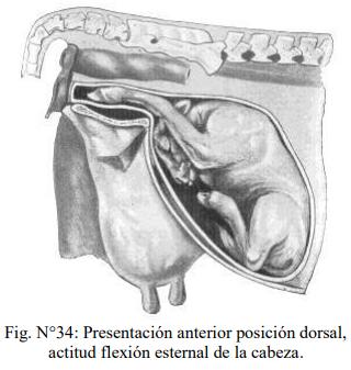 Obstetricia y neonatología bovina: XI. Estática fetal Anormal - Image 2