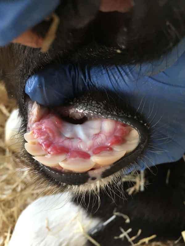 Síndrome respiratorio bovino: El reto sanitario en el ternero de cebo - Image 8
