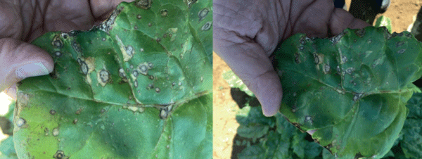 Cercospora beticola Sacc., (1876), es un hongo que produce en las hojas machas pequeñas y relativamente redondas con el centro y el borde café rojizo casi morado. Habitualmente su aparición es en el mes de marzo.