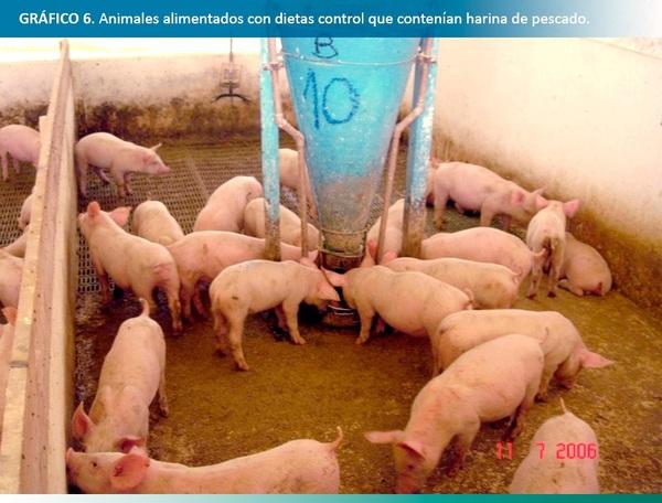 Cómo mejorar los parámetros productivos para aprovechar la mejora económica del mercado porcino mundial - Image 6