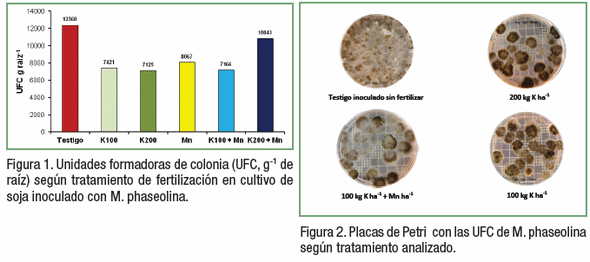 Impacto de la fertilización con K y Mn sobre la severidad de la podredumbre carbonosa (Macrophomina phaseolina) en plantas de soja - Image 2