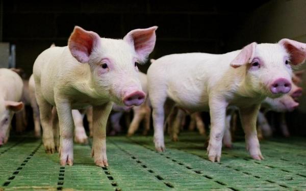 +500 micotoxinas poniendo en riesgo a sus cerdos - Image 1
