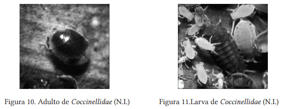 Colecta e identificación taxonómica de Coccinellidos que atacan al pulgón amarillo Melanaphis Sacchari Zehntner en sorgo en el sur de Tamaulipas - Image 8
