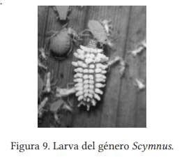 Colecta e identificación taxonómica de Coccinellidos que atacan al pulgón amarillo Melanaphis Sacchari Zehntner en sorgo en el sur de Tamaulipas - Image 7