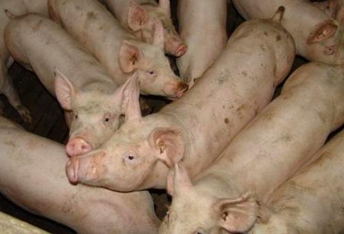 Los gruñidos de los cerdos revelan sus emociones - Image 2