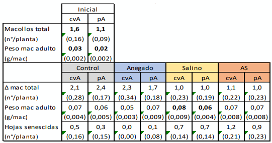 Tabla 1. Número/generación (Δ) de macollos y peso de macollos al inicio y al final del experimento, y numero de hojas senescidas finales para cada uno de los tratamientos. Se muestran promedios y (E.E) (n=12). Diferencias significativas entre cvA y pA se indican en negrita (LSD Fisher, P< 0.05).