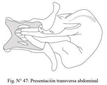 Obstetricia y neonatología bovina: XI. Estática fetal Anormal - Image 15