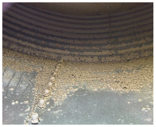 A feed bin left unclean from the previous contents can grow mold on the metal walls.