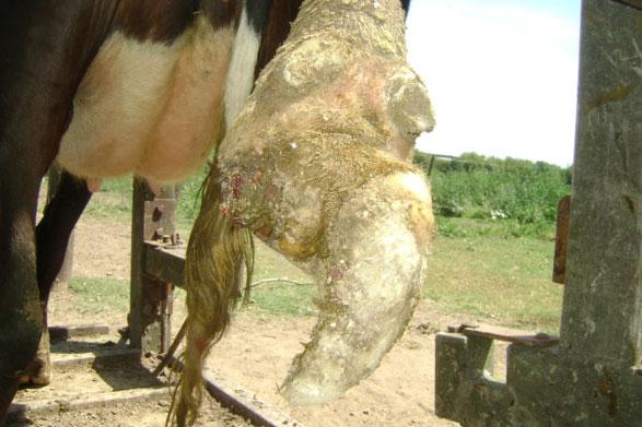 Afecciones Podales - Capitulo 5: “Rechazo y manejo de vacas con lesiones cronicas” - Image 8