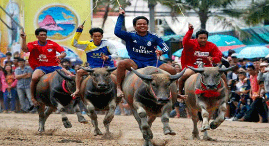FOTOGRAFÍA 4. Carreras de búfalos como recreación en Tailandia. FUENTE: Google. Carreras de búfalos. Imágenes. 2021. 