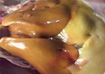 Ácidos biliares para resolver el hígado graso de las gallinas ponedoras - Image 1