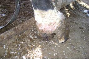 Afecciones Podales - Capitulo 5: “Rechazo y manejo de vacas con lesiones cronicas” - Image 2