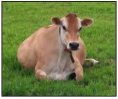 Comportamiento animal: útil para identificar vacas con mastitis - Image 2