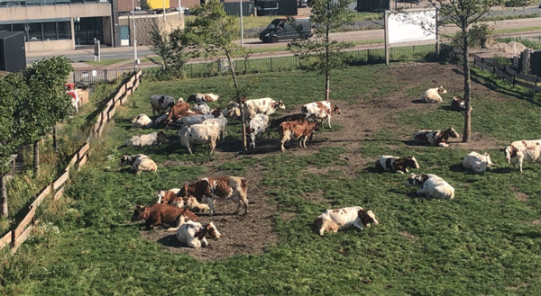 Figura 4. Vacas en la granja flotante durante un día cálido y soleado. Está claro que utilizan todos los matices.