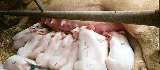 Uso de fitasas en raciones para cerdos