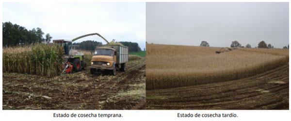 Manual del cultivo de maíz para ensilaje - Ensilaje: Sexto Capítulo - Image 3