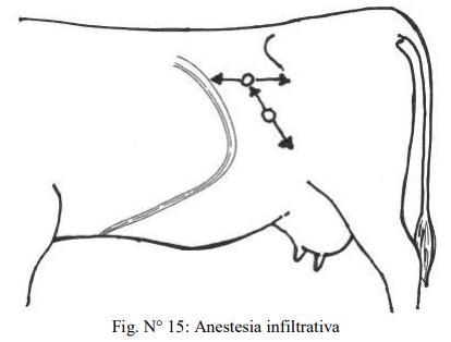 Obstetricia y neonatología bovina: VII. Anestesias en obstetricia - Image 4