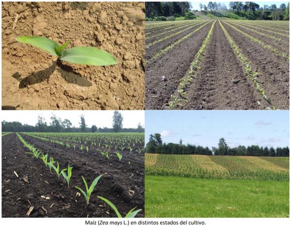 Manual del cultivo de maíz para ensilaje - Descripción de la planta: Primer capítulo - Image 1