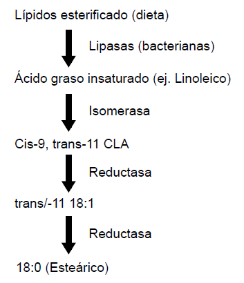 Figura 1. Etapas claves en el proceso de conversión de lípidos esterificados (de la dieta) por lipólisis y bio-hidrogenación en el rumen (Jenkins, 1993).