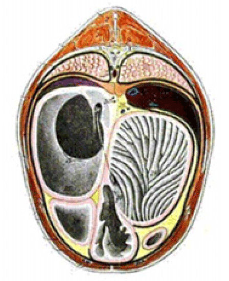 Corte transversal por el rumen, con vista a la desembocadura esofágica