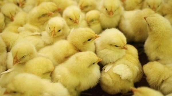 La importancia de la prevención para minimizar el riesgo de influenza aviar - Image 1
