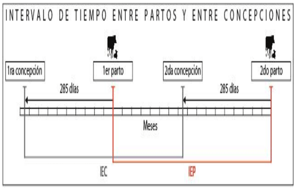 FIGURA 1. El Intervalo entre Partos - IEP y el Intervalo entre Concepciones – IEC tienen igual duración en días o en meses (Botero y De Alba, 1990). 