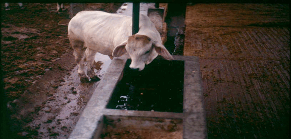 FOTOGRAFÍA 4. Comedero con parrilla de madera flotante, para el suministro del suplemento líquido con urea. FUENTE: Botero, R. 1987.