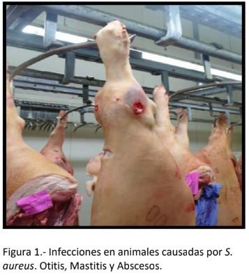 Detección de genes de resistencia a antibióticos en Staphylococcus aureus aislados de casos de mastitis bovina. - Image 2