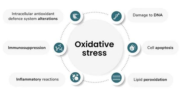 Enfrentar el estrés oxidativo para contrarrestar los efectos negativos de las micotoxinas - Image 1