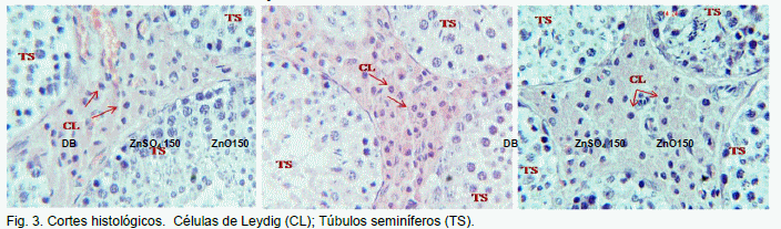 Efecto de la fuente y nivel de Zn en el desarrollo de las células de Leydig en verracos de la etapa de crecimiento - Image 3