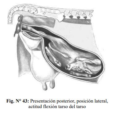 Obstetricia y neonatología bovina: XI. Estática fetal Anormal - Image 11