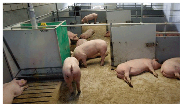 Cerdos de engorde en una granja innovadora en los Países Bajos donde la producción de cerdos sin antibióticos es uno de los objetivos.
