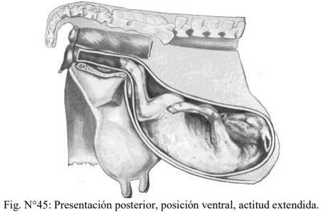 Obstetricia y neonatología bovina: XI. Estática fetal Anormal - Image 13