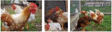 Análisis sensorial de la pechuga de dos genotipos de pollos camperos con dos manejos de la alimentación - Image 1