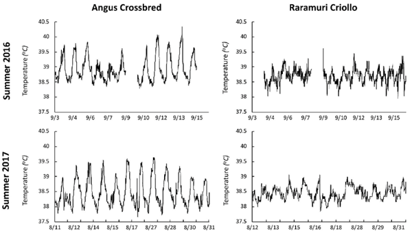 Figura 1. Temperatura corporal monitoreada con sensores intravaginales cada 10 min por 2 semanas. Los datos se colectaron de vacas Angus X Hereford (AH; 11 en 2016 y 9 en 2017) y Raramuri Criollo (RC; 6 en 2016 y 9 en 2017) pastoreando en el Desierto Chihuahuense en verano de 2016 y 2017.