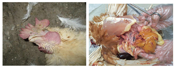 La solución a la muerte causada por hígado graso de gallinas ponedoras