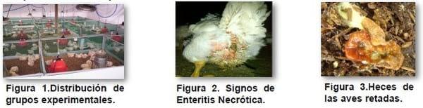 Efecto de tres promotores de crecimiento sobre los parámetros productivos en pollos de engorde desafiados experimentalmente con Clostridium perfringens. - Image 2