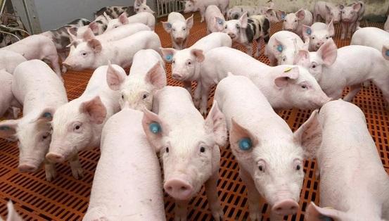 El ácido biliar reduce el costo de la fórmula de alimento para cerdos y mejora la digestión y utilización de los nutrientes del alimento. - Image 1