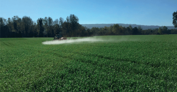 SUPLEMENTARIOS - Triticale (x Triticosecale Wittmack) - Image 2