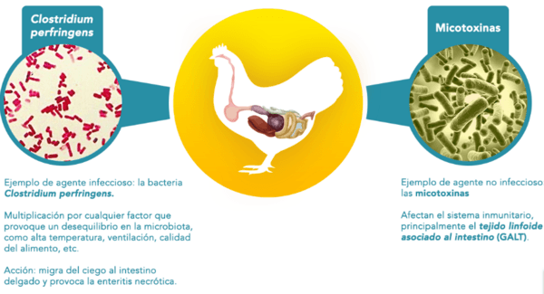 Conversión alimenticia en tiempos de alta de costos: mantenimiento de la integridad intestinal es fundamental para mejores resultados - Image 2
