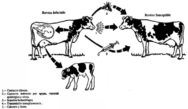 Figura 1. Vías de transmisión del virus de la Leuco-sis bovina enzoótica. La transmisión horizontal por maniobras veterinarias que transporten sangre con células de un animal infectado a uno libre (agujas, guantes, etc) es la vía más importante para trans-mitir la infección (DiGiacomo, 1997).