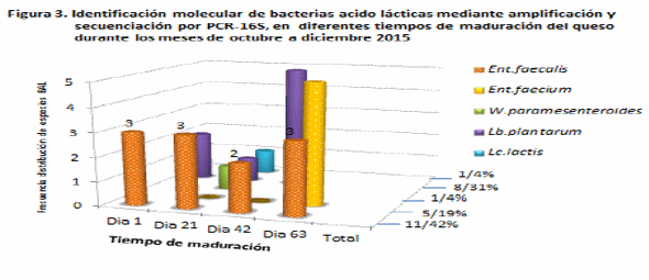 Dinámica poblacional y tipificación de bacterias ácido lácticas en la maduración del queso de ojos negros, ensenada B.C, México (resultados preliminares) - Image 2