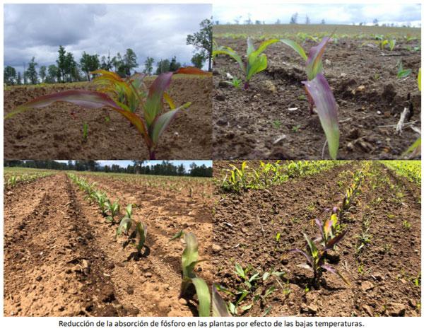 Manual del cultivo de maíz para ensilaje - Requerimientos del cultivo: Tercer capítulo - Image 1
