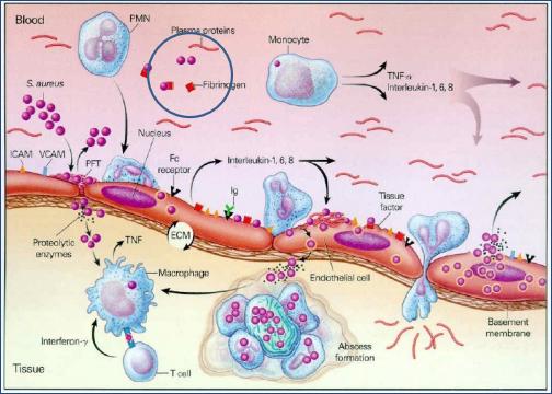 Bacterina Eco Staph PM+3 y Auto bacterinas - Image 8
