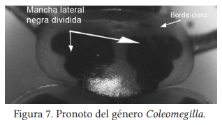 Colecta e identificación taxonómica de Coccinellidos que atacan al pulgón amarillo Melanaphis Sacchari Zehntner en sorgo en el sur de Tamaulipas - Image 5