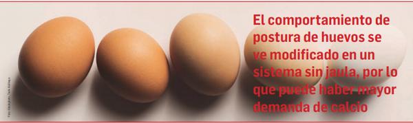 5 consejos para aumentar las ganancias en la producción de huevos sin jaula - Image 4