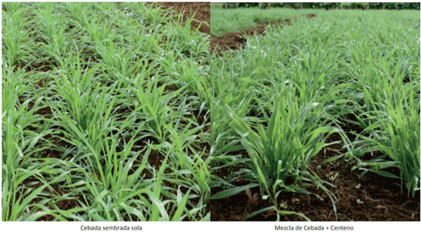 Cebada sembrada sola Mezcla de Cebada + Centeno