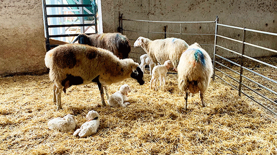 En el caso de las ovejas, las principales serovariedades presentes son S. typhimurium, S. arizonae, S. derby, S. abortusovis y S. montevideo; y se asocia más a problemas de abortos y mortinatos.
