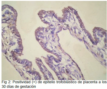 Integrina α2ß1, Subunidad α1 y Progesterona durante la Gestación Porcina - Image 2
