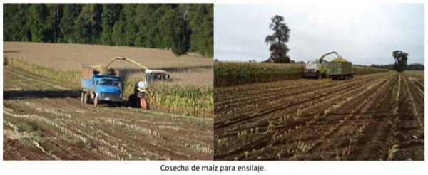 Manual del cultivo de maíz para ensilaje - Ensilaje: Sexto Capítulo - Image 4